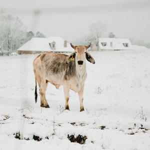 A cream cow in a white, snowy field.