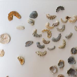 Shells, fossils, and bones arranged on a white background.