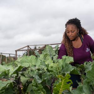 A woman tending greens in a garden.