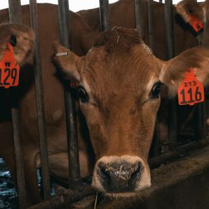 A brown cow with an orange ear tag.