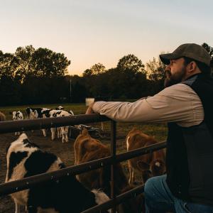 A man surveying a field of cows at dawn.
