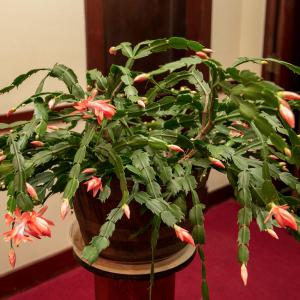 Close up of a Christmas cactus with red blooms.