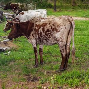 Two cows looking at a fire ant bed.