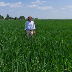 A man stands in a rice field with tall green plants reaching up to his waist.