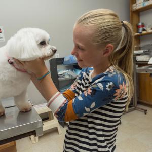 A young girl stroking a small white dog on an examination table. 