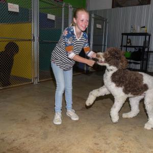 A young girl and a large white and brown dog with short, curly hair. 