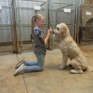 A young girl rests on her knees and holds a treat in front of the face of a large white dog with short, curly hair. 