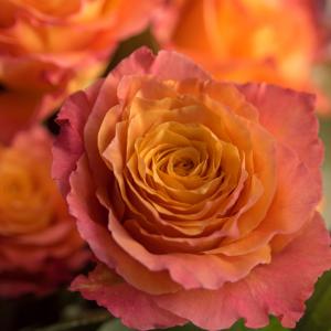 A closeup of a peachy pink rose.