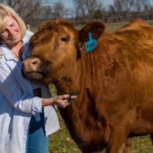 A woman brushes a Red Angus cow.