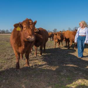 A woman walks beside Red Angus cattle.