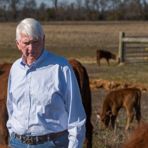A man stands among Red Angus cattle.