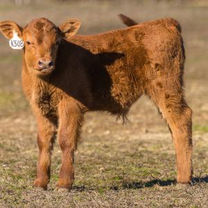 A Red Angus Calf standing in a field.