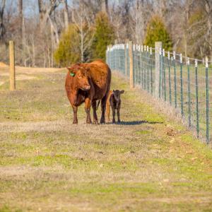 A Red Angus mama cow standing beside her calf near a fence.