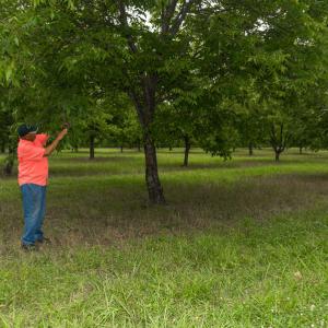 A man looking at the branch of pecan tree he’s holding.