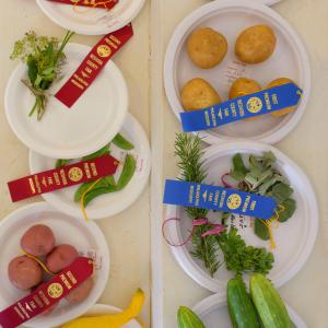 Ribbons are placed on award winning plates of herbs and vegetables
