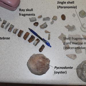 Fossils on a table, including ray skull fragments and vertebrae, jingle shells, shell fragments, and oyster, with a pen and phone.