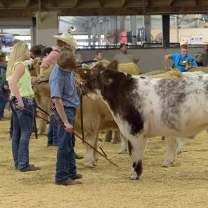 Livestock exhibitors in the ring with cows at the Mississippi State Fair.