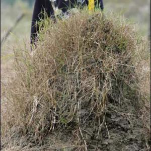 A 26 inch tall fire ant mound with grass growing out of it.