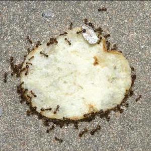 Fire ants surround a potato chip on the ground. 