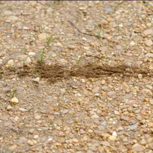 A small foraging tunnel crosses a hard gravel road, exposing itself. 