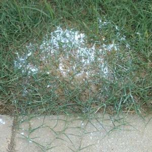 An undisturbed fire ant mound with dry mound treatment sprinkled on the top.