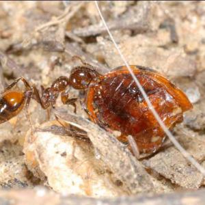 A fire ant eats the carcass of a dead insect. 