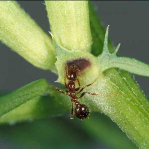 A fire ant hanging off of a bright green stem of a plant.