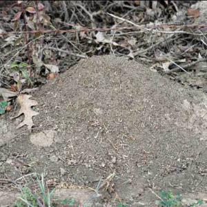 A fire ant mound sits in front of twigs and dead leaves.