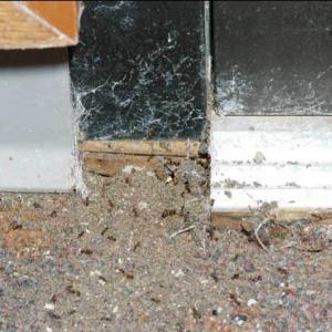 Several fire ants entering a building around an old door and bringing particles of soil inside. 