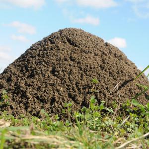 A large, dome-shaped fire ant mound.
