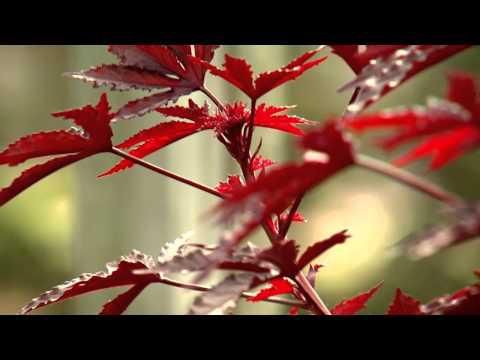 Fall Color - Southern Gardening TV - November 20, 2013
