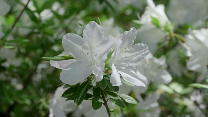 White Flowers in Spring, May 2025