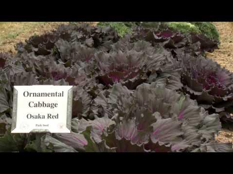 Ornamental Cabbage and Kale - Southern Gardening TV - December 18, 2013