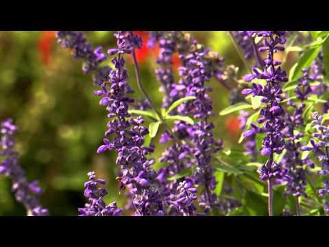 Fall Salvia - Southern Gardening TV - November 13, 2013