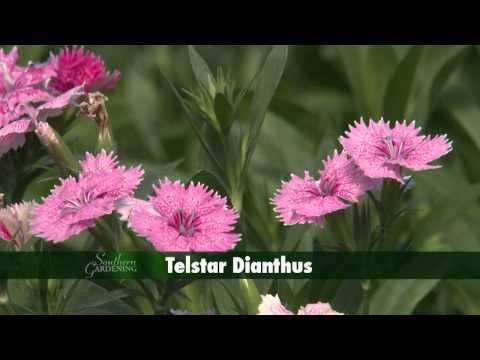 Fall Flowers - Southern Gardening TV - October 30, 2013