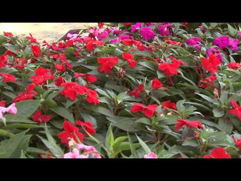 Sunpatiens - Southern Gardening TV - August 28, 2013