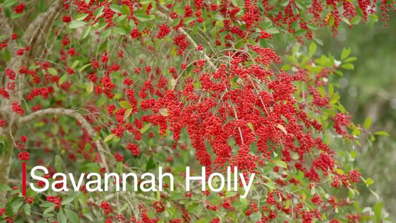 Savannah Holly, January 2024