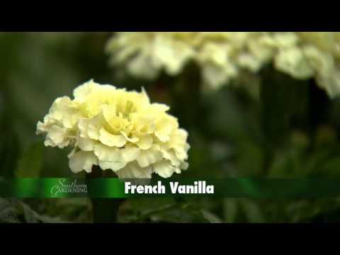 Southern Gardening TV - Marigolds, May 22, 2013