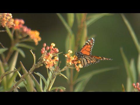 Southern Gardening Mailbag