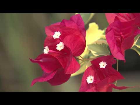 Bouganvillea, Southern Gardening TV, November 14, 2012