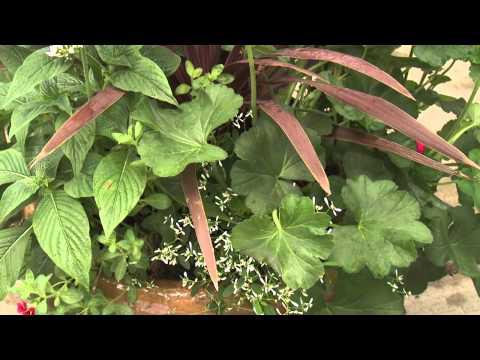 Southern Gardening TV - Summer Color Combos, May 15, 2013
