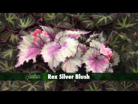 Holiday Rex Begonia - Southern Gardening - November 27, 2013