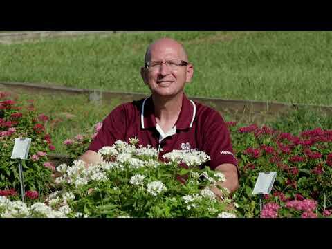 Butterfly Pentas, October 2023