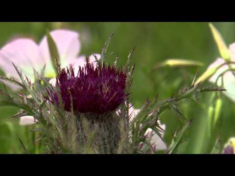 Ditch Flowers  - Southern Gardening TV - June 1, 2014