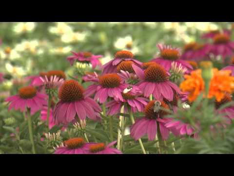 Purple Coneflowers  - Southern Gardening TV - June 15, 2014