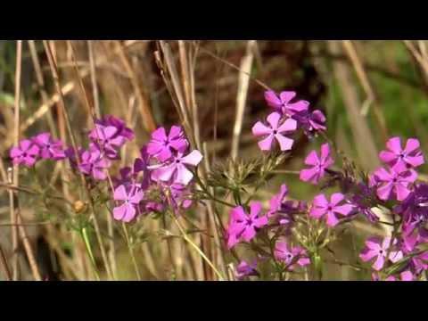 Native Plants  - Southern Gardening TV - June 8, 2014