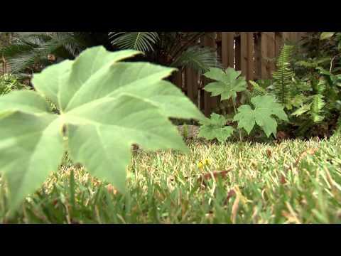Rice Paper Plant - Southern Gardening TV, January 16, 2013