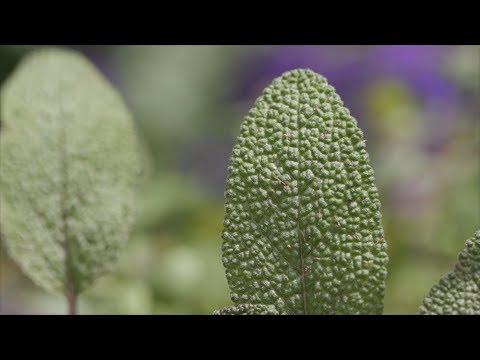 Herb Combo Containers