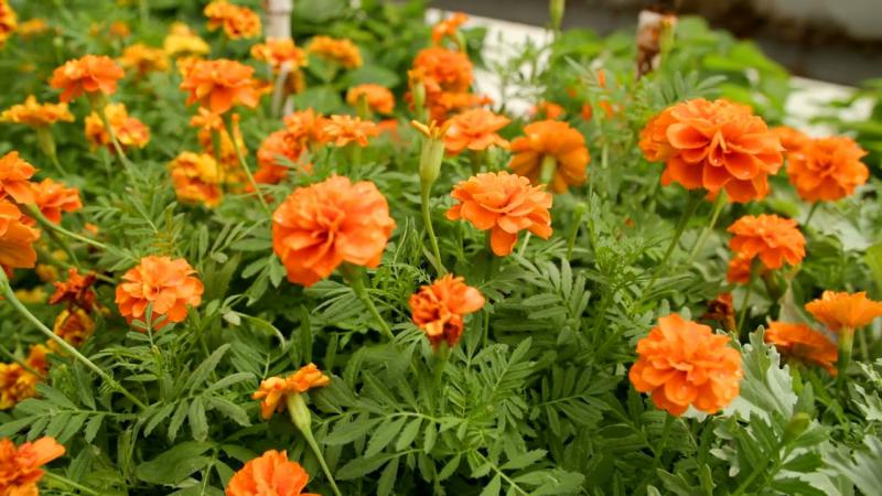 French Marigolds, October 2023
