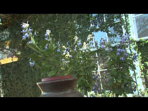Southern Gardening TV - March 27, 2013 - Blue Butterfly Plant